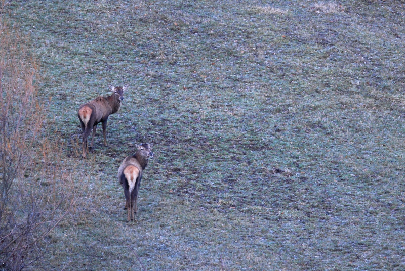 PASSIONE PER IL CERVO